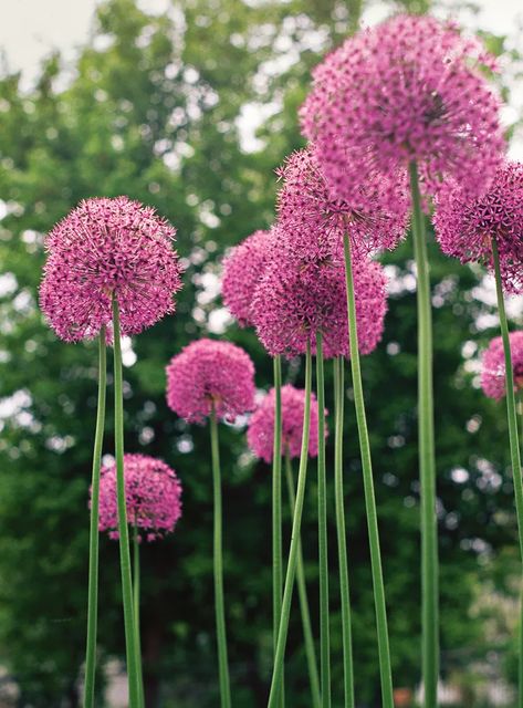 16 Pretty Allium Varieties to Add an Explosion of Color to Your Garden Allium Varieties, Allium Flowers, Tattoo Flowers, Wood Garden, Gardening Trends, Outdoor Paradise, Garden Maintenance, Line Flower, Wildlife Gardening