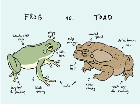 Frog Sketches, Comic Writing, Always Tell The Truth, Toad Frog, Arte Indie, Nature Projects, Frog Pictures, Frog Drawing, Frog Art