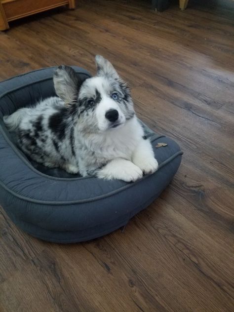 Australian Dog Breeds, Cardigan Welsh Corgi Blue Merle, Blue Merle Corgi, Merle Corgi, Corgi Cross Breed, Corgi Dog Breed, Cardigan Welsh Corgi Puppies, Royal Corgi, Welsh Corgi Cardigan