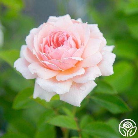 Quietness is a profusely blooming variety and one of Griffith Buck’s most lovely creations. Noted for her fully double, soft pink flowers with a rich center, she is reminiscent of the beautiful old Hybrid Tea rose 'Royal Highness.' With a long bloom period, Quietness is a robust, low-maintenance shrub rose with glossy, medium green foliage and excellent disease resistance. Soft Pink Flowers, Rose Flower Photos, Flowers For Mom, Hybrid Tea Rose, Heirloom Roses, Types Of Roses, Forever Flowers, Hybrid Tea Roses, Wonderful Flowers