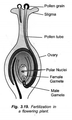 NCERT Exemplar Solutions for Class 10 Science Chapter 8 How do Organisms Reproduce? - Learn Insta #Class10science #Ncertexemplarsolutionsforclass10sciencechapter8 Bio Diagrams, Reproduction Class 10 Notes, Class 10 Science Notes Ssc, Bio Drawing, Cbse Class 10 Science Notes, Class 10 Biology Notes Chapter 1, Human Body Systems Projects, Class 8 Science Notes Chapter 1, Class 10 Science