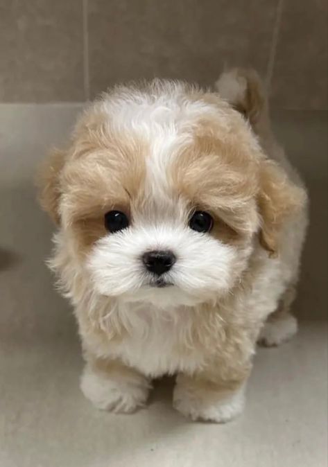 Cute Fluffy Puppies, Cute Fluffy Dogs, Cute Small Dogs, Puppies Cute, Goofy Dog, Cute Dogs Images, Very Cute Puppies, Really Cute Puppies, Super Cute Puppies