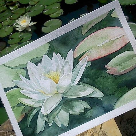 Water Lily Watercolour Painting, Waterlily Watercolor Painting, Water Lily Painting Watercolors, Waterlily Sketch, Watercolor Water Lily, Watercolor Waterlilies, Lilypad Watercolor, Waterlily Drawing, Waterlily Watercolor