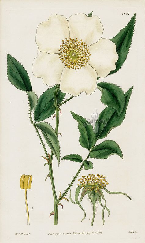 William Curtis Botanical Magazine Antique Prints 1787-1839 Cherokee Rose, Missouri Botanical Garden, Indian Tattoo, Antique Prints, Vintage Wall Art, Botanical Illustration, Botanical Art, Botany, Botanical Prints