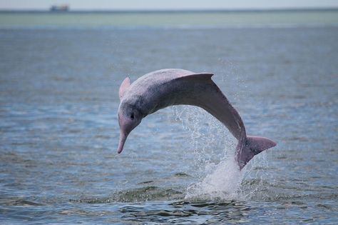 Chinese white dolphin. Population: fewer than 100. (Photo: Ray Zheng, WWF) Chinese White Dolphin, Dolphin Watching, White Dolphin, River Dolphin, River Mouth, Animal Conservation, Kuching, Big Move, Endangered Animals