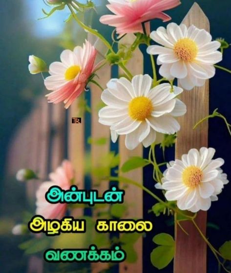 Good Morning Tamil, Good Day Images, Doom 2016, Flowers Quotes, Good Morning Flowers Quotes, Good Morning Beautiful Pictures, Belly Fat Burner Drink, Photo Album Quote, Night Images