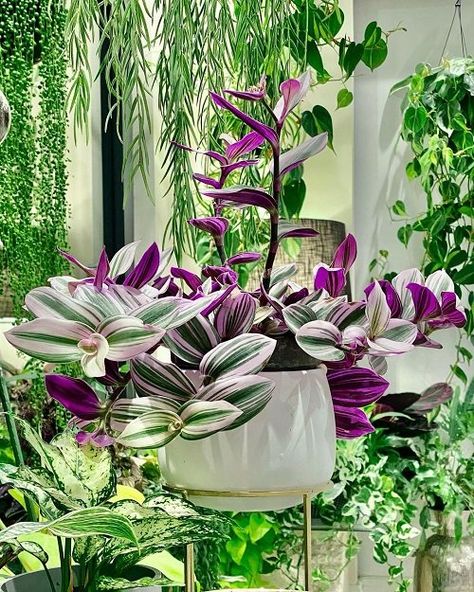 Wandering Jew Planter Ideas, Wondering Jew Plant, Wondering Jew, Jew Plant, Wandering Jew Plant, Tall Stools, Wandering Jew, Coffee Table Centerpieces, Self Watering Pots