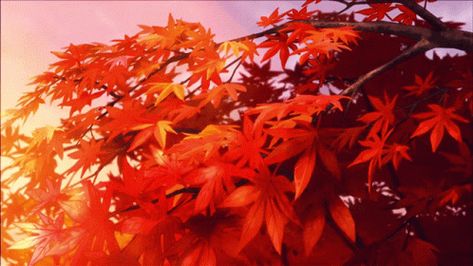 Autumn Gif, Falling Gif, Fall Anime, Red Maple Tree, Gif Background, Fall Banner, Japanese Maple Tree, Twitter Banner, Banner Gif