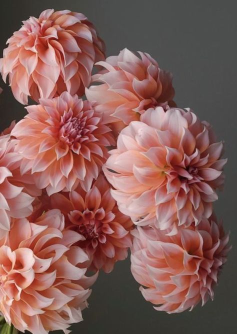 Peaches N Cream Dahlias, Salmon Color Flowers, Terra Cotta Dahlia, Peachy Pink Flowers, Light Pink Dahlia, Dahlia Flower Types, Peaches And Cream Dahlia, Peach Dahlia Bouquet, Dahlia Flower Aesthetic