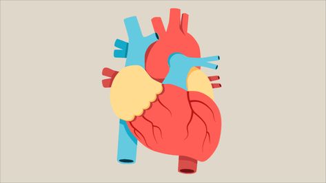 This moving medical illustration of the human heart is not only mesmerizing, but informative. Did you know that the heart does more physical work than any other muscle over a lifetime? Find out more about the organ that literally keeps our blood pumping. #humanheart #anatomy #illustration #science #medicine Animated Anatomy, Medicine Illustration, A Human Heart, Human Heart Anatomy, Tricuspid Valve, Heart 3d, Arteries And Veins, The Human Heart, Heart Anatomy