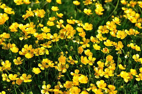 Scherpe boterbloemen - Meadow Buttercups - Ranunculus acris Meadow Buttercup, Home Made Fertilizer, Palm Tree Fruit, Surreal Images, Buttercup Flower, Wildflower Tattoo, Yellow Blossom, Flower Essences, Woodland Garden