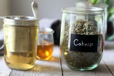 Catnip Tea, Herbal Education, Rid Of Bed Bugs, How To Calm Nerves, Herbal Recipes, Herbal Teas, Alternative Health, Restful Sleep, Medicinal Herbs