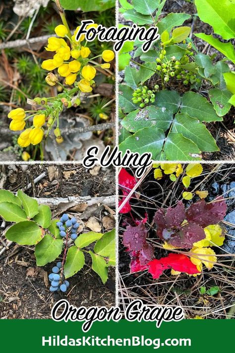 Whether you're looking to forage Oregon grape or searching for Oregon grape recipes, this informative post has it all! Oregon Grape Recipes, Assyrian Recipes, Mixed Berry Jam, Healthy Eating Inspiration, Oregon Grape, Foraging Recipes, Grape Recipes, Medicinal Tea, Wild Yeast