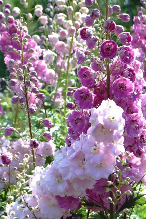 The Basics of an English Cottage Style Garden | Dengarden Pink Delphinium, Magenta Flowers, Cottage Garden Design, Cottage Garden Plants, English Cottage Style, English Cottage Garden, Garden Types, Have Inspiration, Country Garden