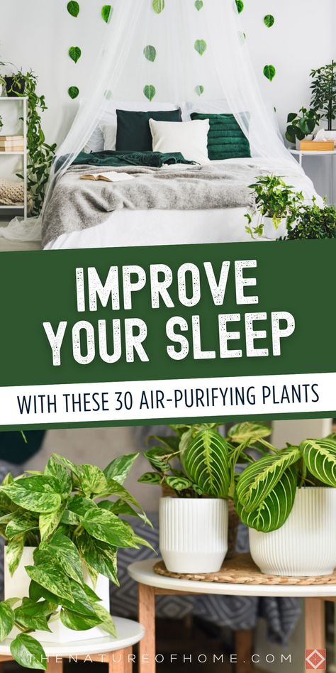 Rest easy with these 30 air-purifying bedroom plants. From improving air quality to creating a serene atmosphere, these plants are perfect for your bedroom. Save this pin for later and click to learn more about the best plants for better sleep! Indoor Plants That Purify The Air, Plants For Bedroom Clean Air, Plants For Sleep, Indore Plants, Best Bedroom Plants, Bedroom Plants Decor, Best Plants For Bedroom, Best Air Purifying Plants, Improve Indoor Air Quality