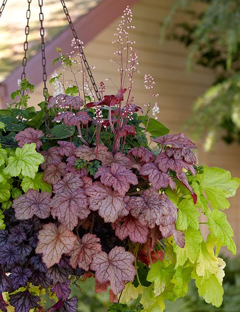 Hanging Basket Planter Ideas: Be inspired by these 5 great hanging basket planter ideas! Cone Hanging Baskets, Shade Hanging Baskets Ideas, Fuschia Hanging Basket, Hanging Basket Ideas, Planters For Shade, Rose Plant Care, Coral Bells Heuchera, Fall Clean Up, Ornamental Kale