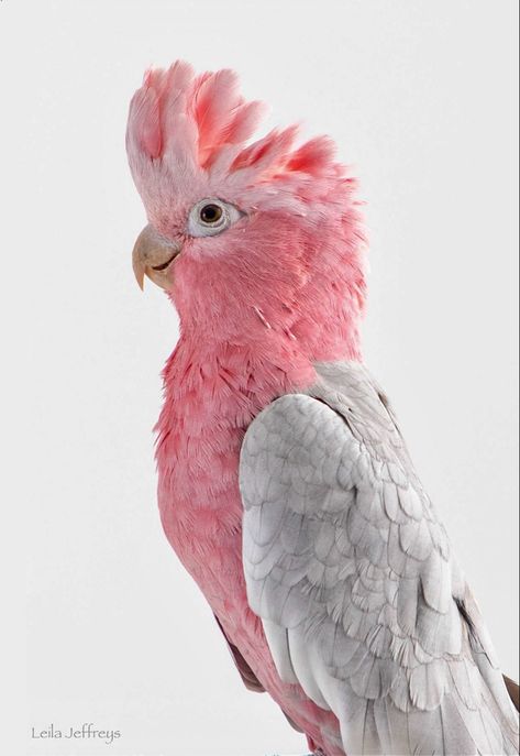 Galah Cockatoo, Pink Animals, Australian Birds, Colorful Bird, Pink Bird, Main Game, Big Bird, Tropical Birds, Exotic Birds