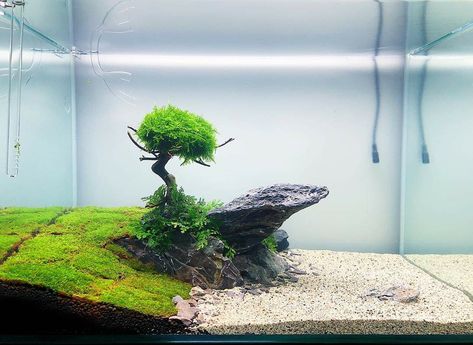 Aquascape Bonsai, Cool Fish Tank Decorations, Aquascaping Ideas, Turtle Aquarium, Goldfish Aquarium, Miniature Zen Garden, Aquarium Sand, Freshwater Aquarium Plants, Fish Tank Terrarium