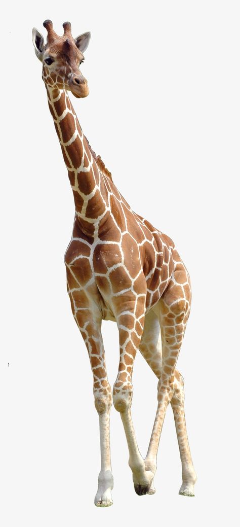 Giraffe Facts, Giraffe Images, Giraffe Photos, Giraffe Pictures, Giraffe Wall Art, Animal Cutouts, Giraffe Family, Giraffe Art, A Giraffe