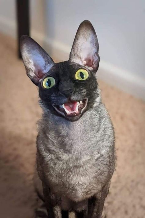 Pixel The Cat, Ugly Cat, Creepy Cat, Dream's Cat, Smiling Cat, Rex Cat, Cornish Rex, What Cat, Silly Cats Pictures