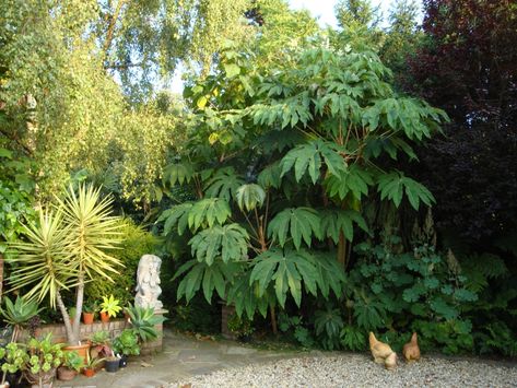 Tetrapanax Papyrifer, Tropical Looking Plants, Tropical Planting, Big Leaf Plants, Statement Plants, Asian Plants, Small Tropical Gardens, Hibiscus Garden, Garden Uk