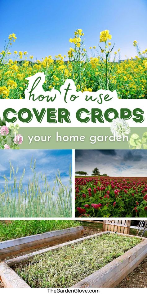 Unlock the secrets of fall and winter cover crops! Dive into our comprehensive guide to rejuvenate your garden, enrich your soil, and protect against erosion. Discover the best crops for your needs and learn expert tips on planting and management. Don't miss out on maximizing your garden's potential this season! Planting Bulbs In Spring, Cover Crops, Drought Tolerant Perennials, Vegetable Harvest, Winter Crops, Cash Crop, Growing Gardens, Fall Vegetables, Diy Gardening