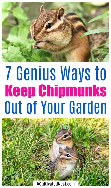 7 Tips for Keeping Chipmunks Out of Your Bulbs- Tired of chipmunks eating your bulbs and ruining your garden? You need to try these 7 clever ways to keep chipmunks out of your bulbs! | how to repel chipmunks, how to deter chipmunks, #gardeningTips #gardening #ACultivatedNest Chipmunk Repellent, Get Rid Of Chipmunks, Irish Spring Soap, Garden Netting, Garden Pest Control, Flower Gardening, Better Homes And Garden, Backyard Farming, Garden Store