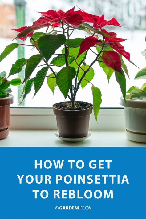 Poinsettia Care, Poinsettia Plant, Christmas Plants, Apartment Plants, Indoor Plant Care, Indoor Gardens, House Plant Care, Growing Tomatoes, Christmas Room