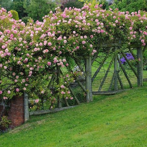 Climbing Roses On Fence: A Guide For Beginners - SONG OF ROSES Thornless Climbing Roses, Deadheading Roses, Rambling Rose, Rose Delivery, Rose Care, Shrub Roses, David Austin Roses, Growing Roses, David Austin