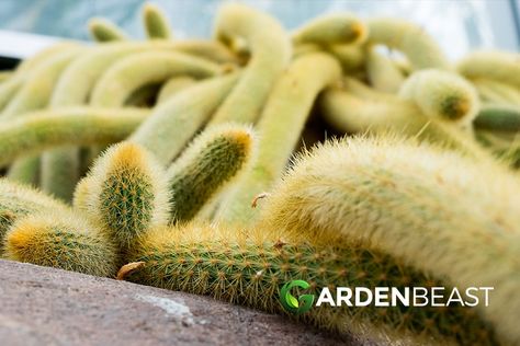 Golden Rat Tail Cactus Guide: How to Care for “Cleistocactus Winteri” Rat Tail Cactus, How To Water Succulents, Rooting Hormone, Rat Tail, Light Colored Wood, Fast Growing Plants, How To Grow Taller, Mother Plant, Big Flowers