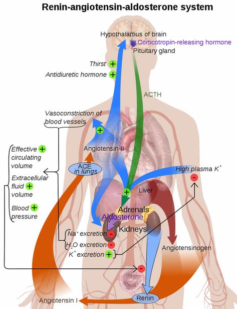 Aldosterone hormone function, production, causes of high or low aldosterone Renin Angiotensin Aldosterone System, Nursing Mnemonics, Cardiac Nursing, Nursing School Survival, Nurse Rock, Nursing School Studying, Nursing School Tips, Nursing Tips, Nursing Study