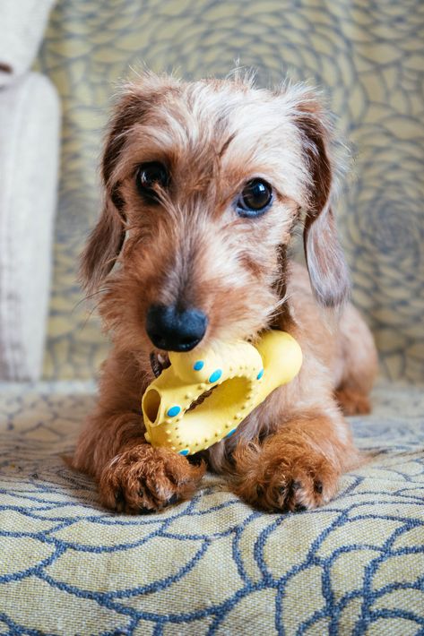 Miniature Wirehaired Dachshund, Wirehair Dachshund, Wirehaired Dachshund Puppy, Wirehaired Dachshund, Dachshund Training, Disabled Dog, Dachshund Puppy Miniature, Dapple Dachshund, Wire Haired Dachshund