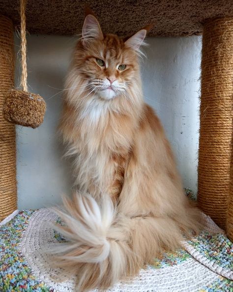 Crochet Architecture, Kurama Susanoo, Health Humor, Dream's Cat, Cat Spray, Orange Cats, Cat Parenting, Cat Aesthetic, Maine Coon