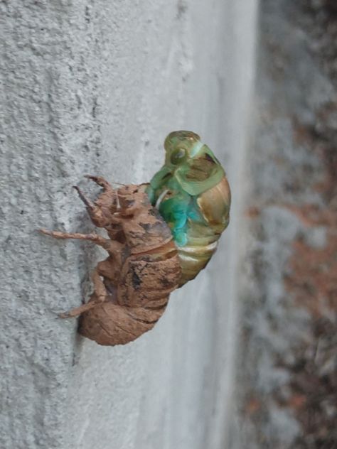 Cicada Coming Out Of Shell, Shell Tattoos, Bug Off, Animal Anatomy, Asheville North Carolina, Arthropods, Beetles, Asheville, Handmade Paper