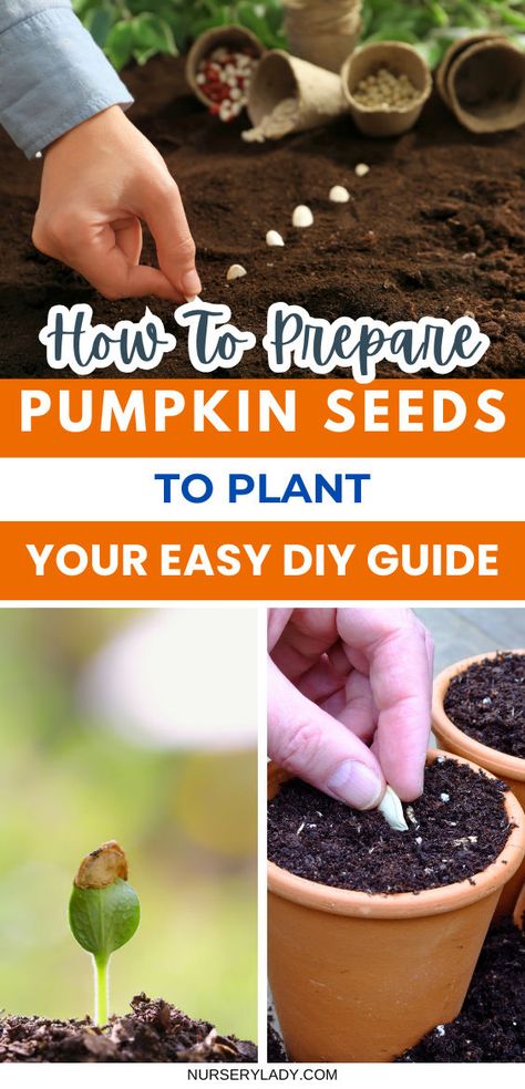 "Discover how to prepare pumpkin seeds for planting with our easy, DIY guide! Learn the best techniques for planting pumpkins and growing pumpkins successfully. Explore various pumpkin varieties and get tips for a bountiful harvest. Start your gardening journey today with our step-by-step instructions on preparing pumpkin seeds for planting! Pumpkin Seeds To Plant, Pumpkin Seeds For Planting, Grow Pumpkins From Seeds, How To Grow Pumpkins, Grow Pumpkins, Pumpkin Varieties, Planting Pumpkins, Growing Pumpkins, Bountiful Harvest