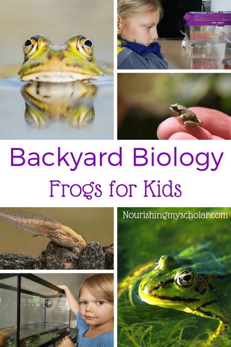 Backyard Biology: Frogs for Kids: Have you ever considered having your kiddos raise their own tadpoles? Maybe your child wants to learn more about metamorphosis? If the answer is yes, then I've got some amazing frog resources to help you create an awesome frog life cycle unit study for kids! #frogsunitstudy #froglifecycle #handsonscience #allaboutfrogs #lifecycleofafrog #frogsforkids #raisingtadpoles #naturestudy Frog Unit Study, Homeschool Science Projects, Frogs For Kids, Biology For Kids, Homeschool Science Experiments, Frog Life Cycle, Homeschool Science Curriculum, Lifecycle Of A Frog, Amazing Frog