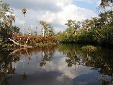 Swamp Queen, Georgia Usa, Outdoor Adventure, Pretty Pictures, Kayaking, Florida, Country Roads, Favorite Places, Water