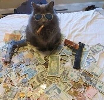 How to be a money magnet - it is a meant to be humorous where robbing a bank or sticking people up for their money is not the answer. Cheers to this gansta cat. Thug Life Cat, Cant Stop Laughing, Funny Cat Photos, Chuck Norris, Can't Stop Laughing, Cat Quotes, Funny Cat Memes, Funny Cat Pictures, Silly Cats