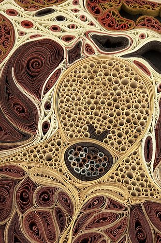 okay, so kind of creepy, but also insanely cool~ if you're an anatomy geek like me; quilled paper cross sections!! wild!! Travis Bedel, Plant Cells, Artisan Decor, Colossal Art, Paper Illustration, Cross Section, Studio Ideas, Quilling Art, Chinese Patterns