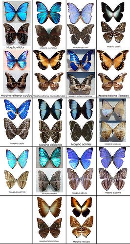 Blue Morpho Butterfly Chart - Photo by Ben Bolet Morpho Aurora Butterfly, Butterfly Chart, Morpho Menelaus, Morpho Didius, Vishuddha Chakra, Blue Butterfly Tattoo, Blue Butterfly Wings, Types Of Blue, Types Of Butterflies