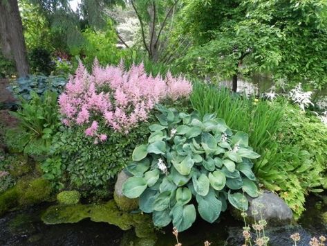 Woodinville garden tour 7-21-12 (122) (800x600) Shady Gardens, Yard Makeover, Shade Garden Design, Shade Gardening, Shade Loving Perennials, Specimen Trees, Design Landscape, Woodland Garden, Garden Tours