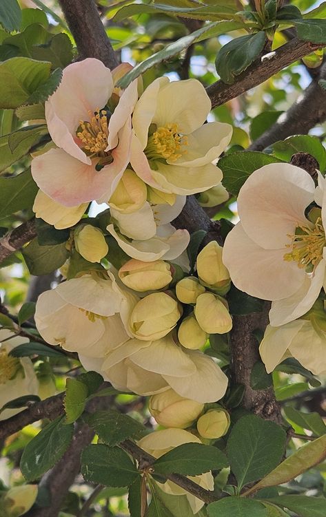 Peach Tree Flowers, Apricot Blossom, Tree Flowers, Peach Tree, Peach Trees, Apricot, Vines, Blossom, Collage