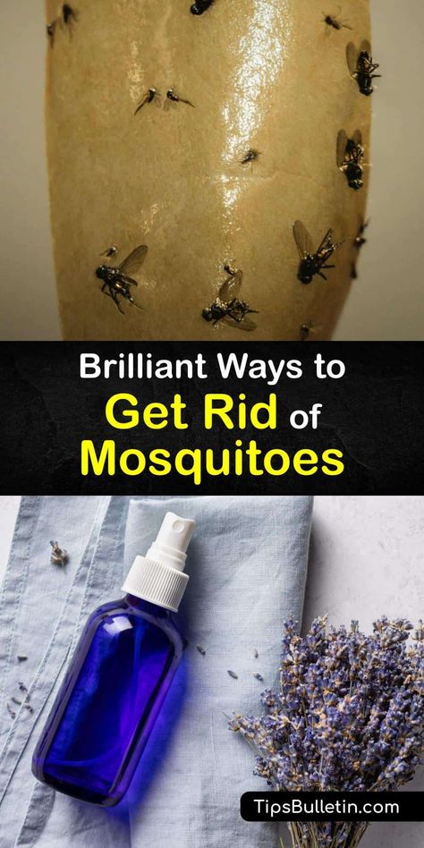 Learn how to get rid of mosquitoes around your home and prevent this insect from infesting your yard. Many plants work wonders at repelling mosquitoes, and it’s easy to make a mosquito trap with a two-liter bottle or an insect repellent with essential oil. #howto #getridof #mosquitoes Indoor Mosquito Repellent, Mosquito Repellent Essential Oils, Insect Repellent Homemade, Repellent Diy, Mosquito Repellent Homemade, Diy Mosquito Repellent, Best Mosquito Repellent, Bug Spray Recipe, Mosquito Spray