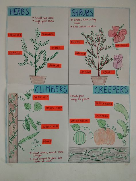 Anchor chart for Types of plants, classroom chart Evs Charts For Class 2, Evs Charts For Classroom, Types Of Plants Chart, Types Of Plants Project For Kids, Types Of Plants Worksheets For Grade 1, Photosynthesis Anchor Chart, Types Of Plants For Kids Chart, Types Of Plants For Kids, Types Of Plants Worksheet