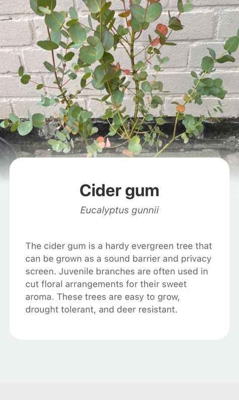 Explore the wonderful world of nature and add Cider gum into your plant collection with the smart plant identifier app —— PictureThis! Sound Barrier, Eucalyptus Tree, Evergreen Trees, Plant Collection, Wonderful World, Drought Tolerant, Wonders Of The World, Cider, Floral Arrangements