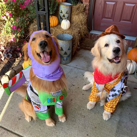 2 Dog Halloween Costumes, Family With Dog Halloween Costumes, Halloween Costume With Dog, Toy Story Dog Costume, Golden Retriever Halloween Costume, Golden Retriever Costume, Cowboy Dog Costume, Dog And Owner Costumes, Cute Dog Halloween Costumes