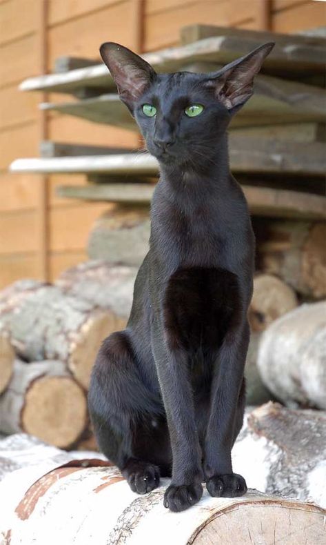 Cornish Rex, A Black Cat, Domestic Cat, Sphynx, Warrior Cats, Siamese Cats, Pretty Cats, Beautiful Cats, Crazy Cats