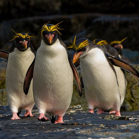 Royal Penguin, Pingu Pingu, Macaroni Penguin, Galapagos Penguin, Rockhopper Penguin, Wild Animals Photography, Penguin Art, Flightless Bird, Shorebirds