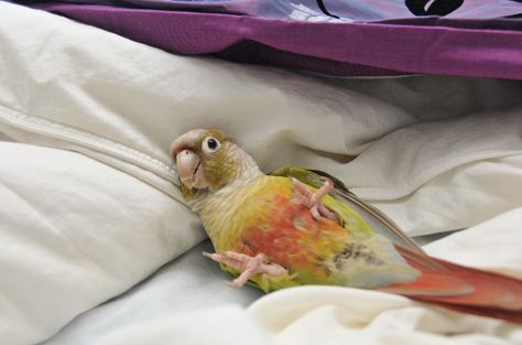 Cinnamon Green Cheek Conure, Cinnamon Conure, Scarlett Macaw, Conure Bird, Parrot Rescue, Green Cheek Conure, Conure Parrots, Bird Barn, Rabbit Eating