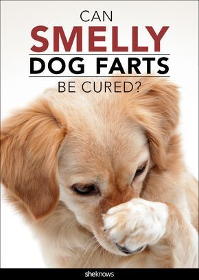 Here's why your pooch's poots can make your eyes water Dog Farts, Smelly Dog, Stinky Dog, Puppy Breath, Passing Gas, Natural Dog Chews, Dog Remedies, Dog Safety, Dog Products